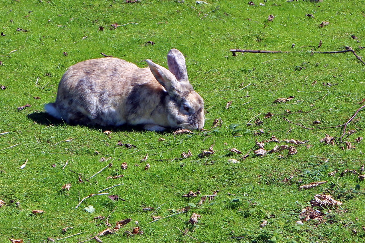 rabbit hare meadow free photo