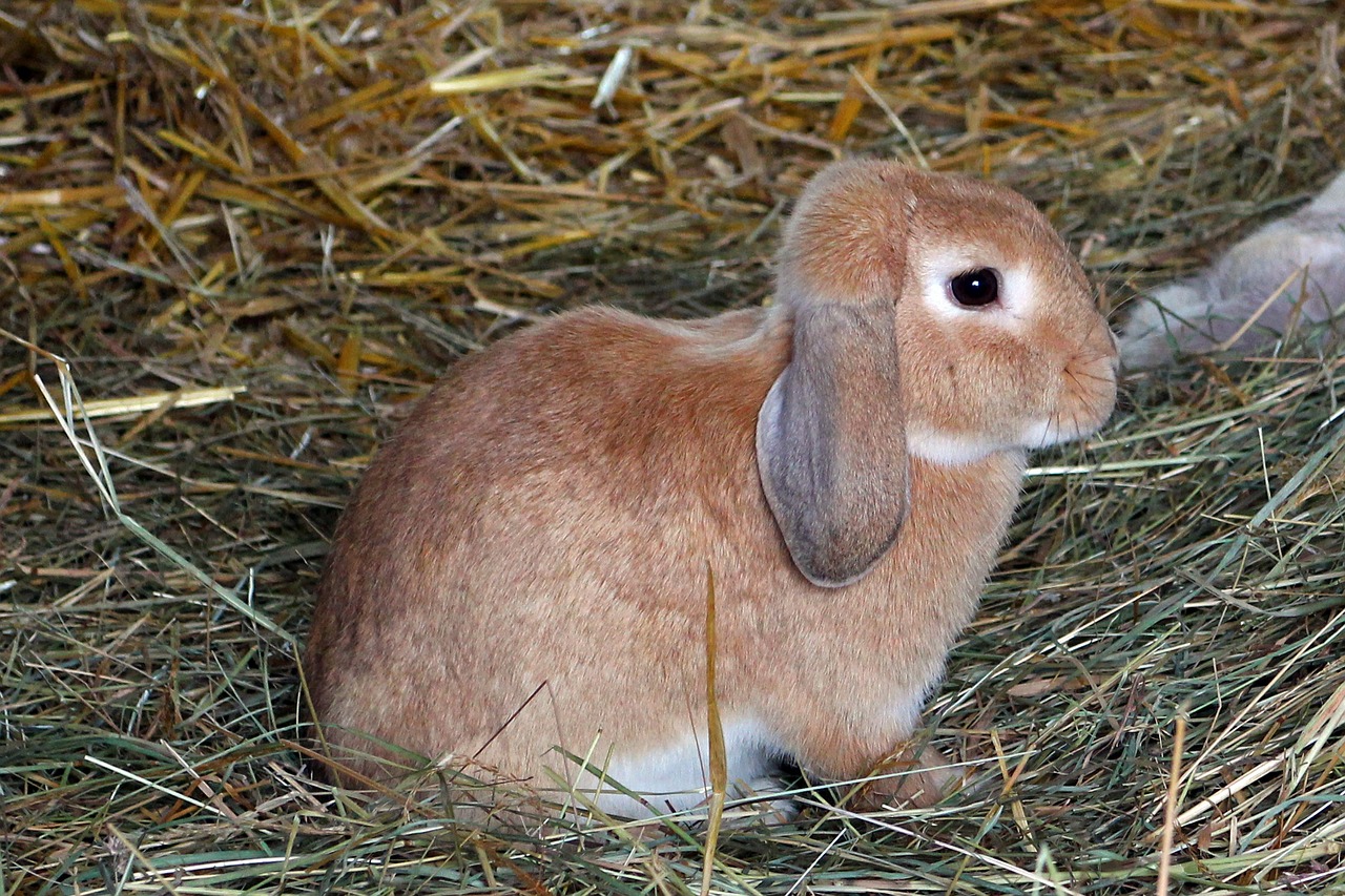 rabbit hare pet free photo