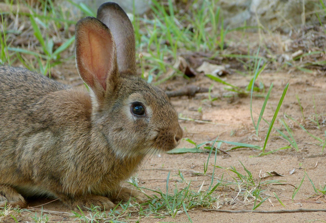 rabbit bunny animal free photo