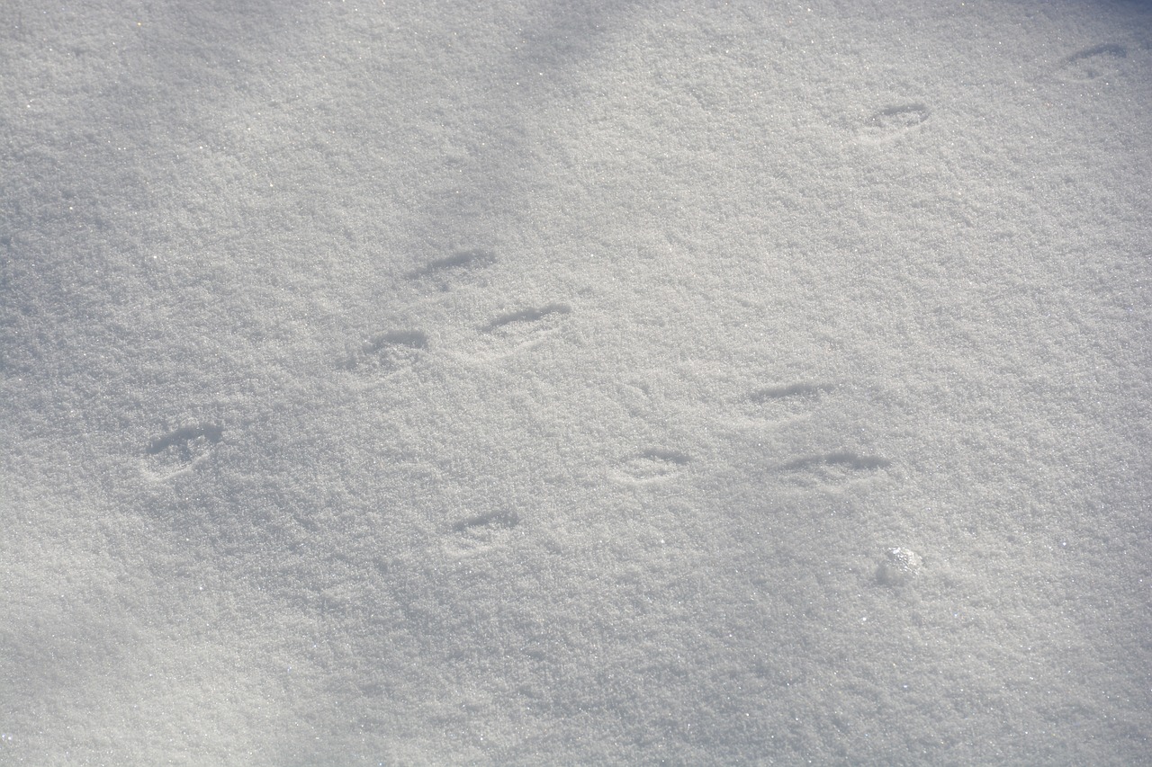 rabbit bunny footprint free photo