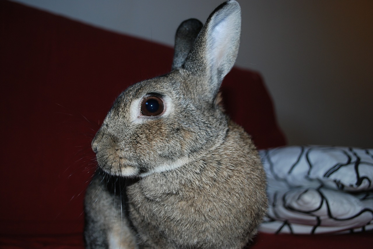 rabbit pets portrait free photo