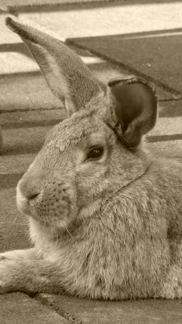rabbit hare animal free photo
