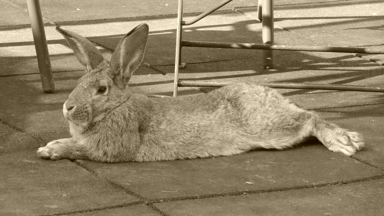 rabbit animal hare free photo