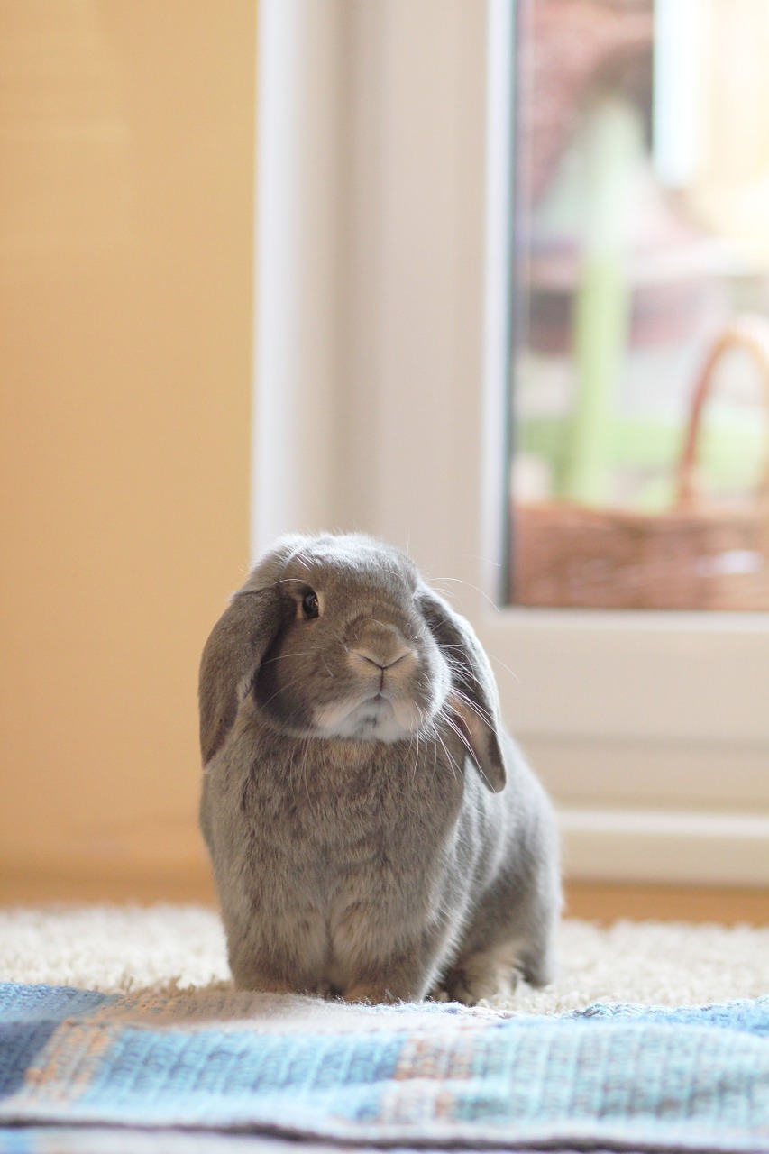 rabbit gray fur free photo