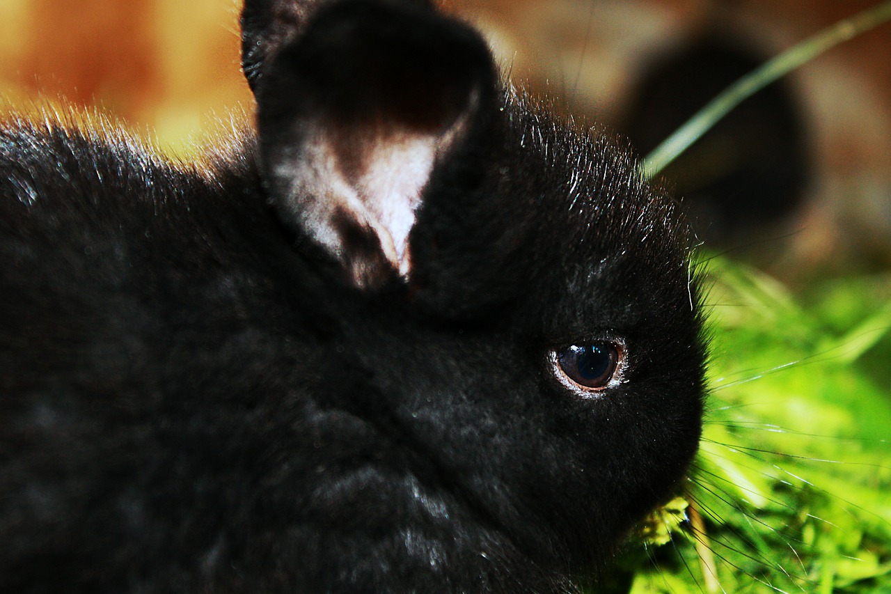 rabbit cub home free photo