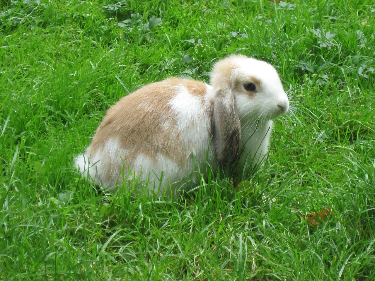 rabbit dwarf rabbit hare free photo