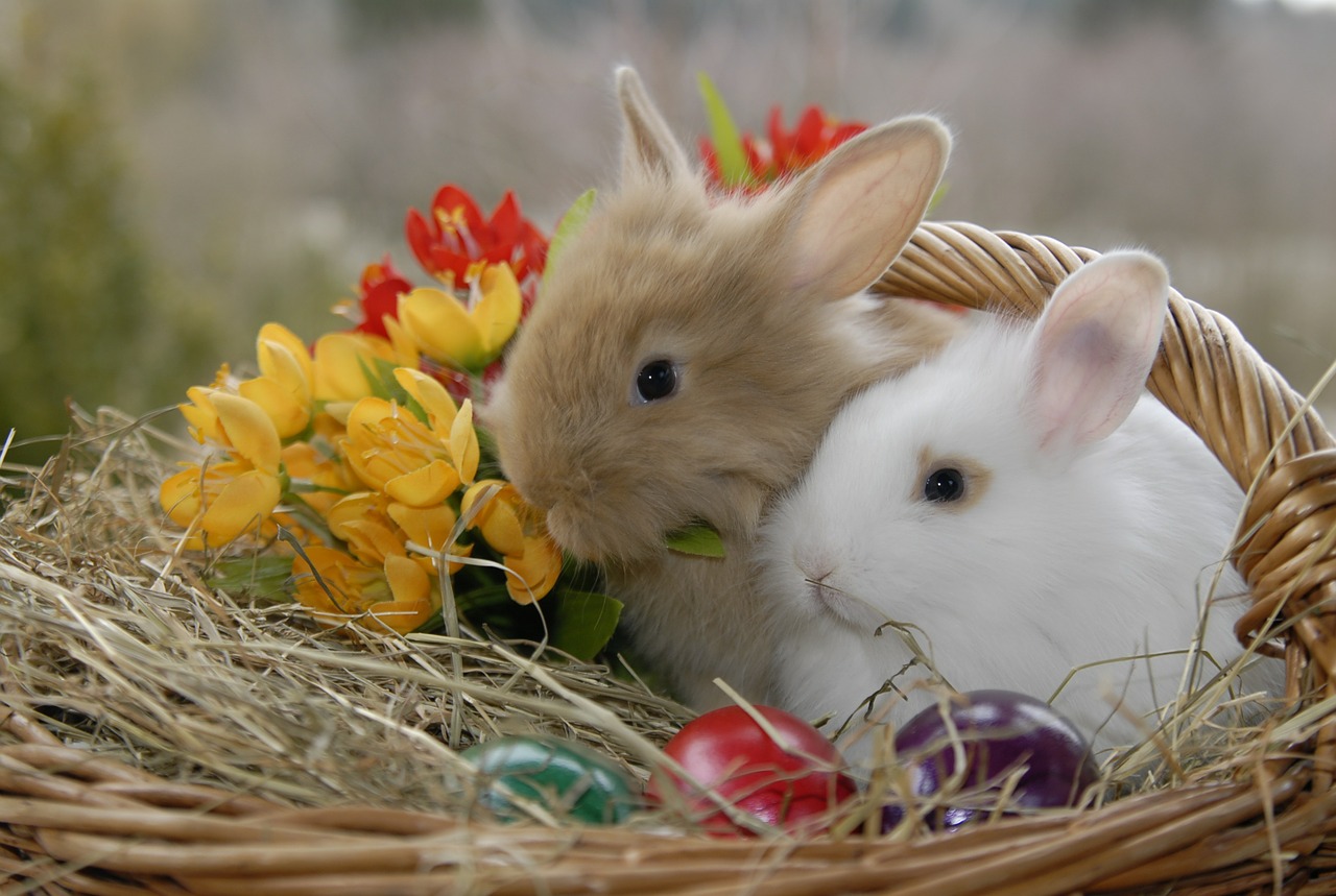 rabbit easter basket free photo