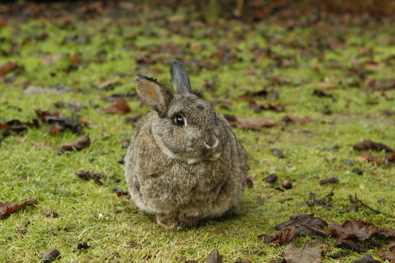 rabbit bunny pet free photo