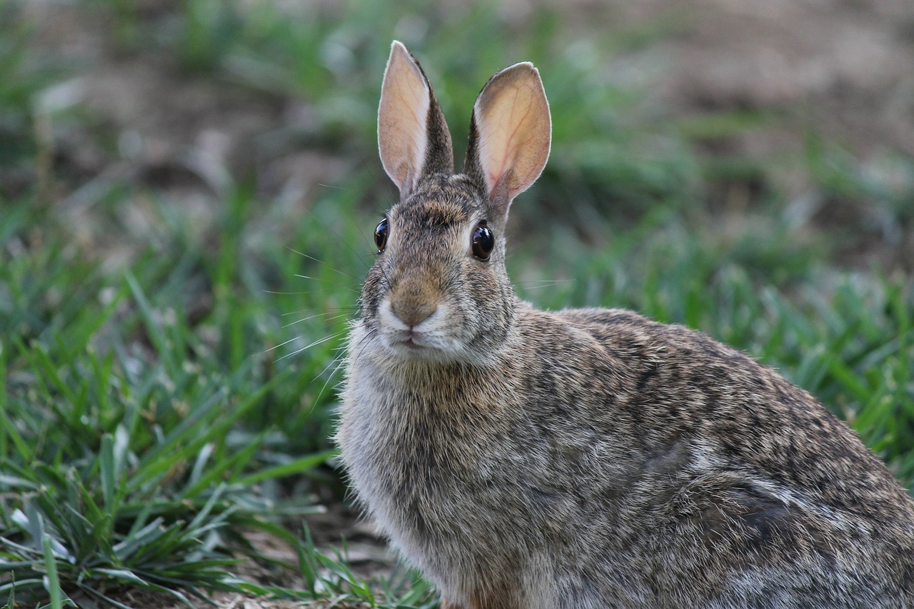 rabbit eyes animal free photo