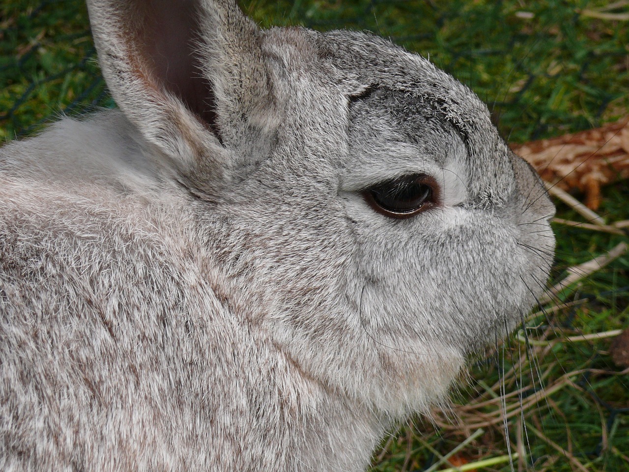 rabbit hare nager free photo