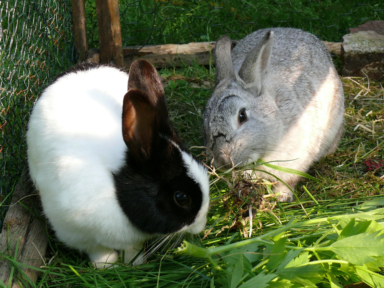 rabbit dwarf rabbit pet free photo