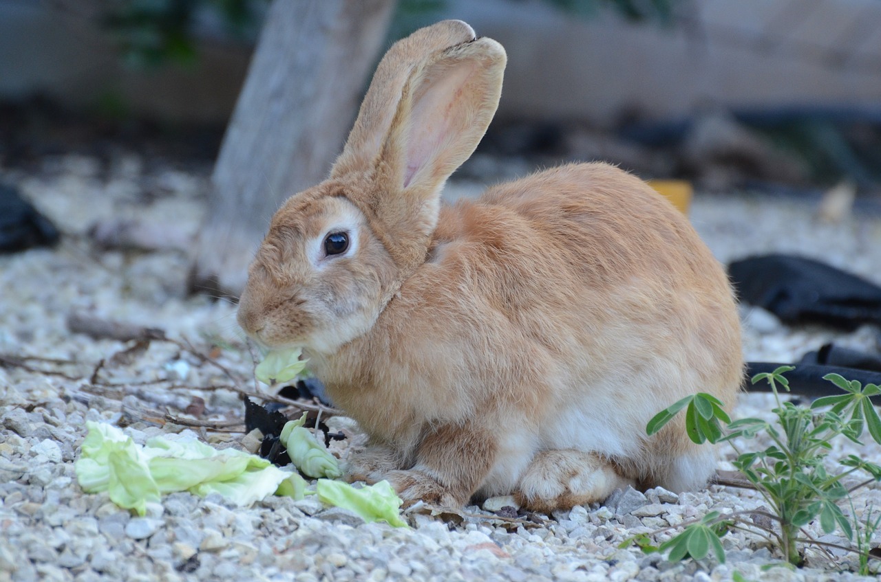 rabbit brown animal free photo