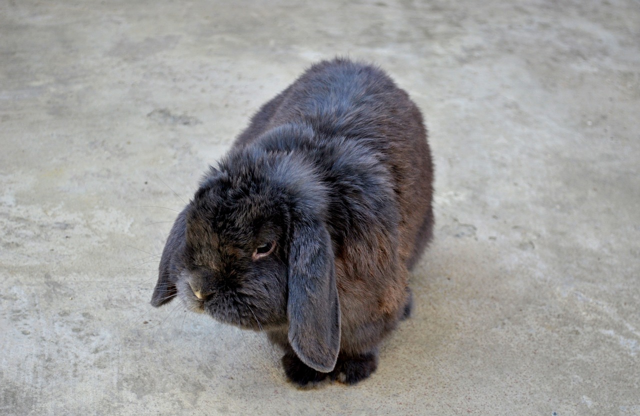 rabbit gray nature free photo