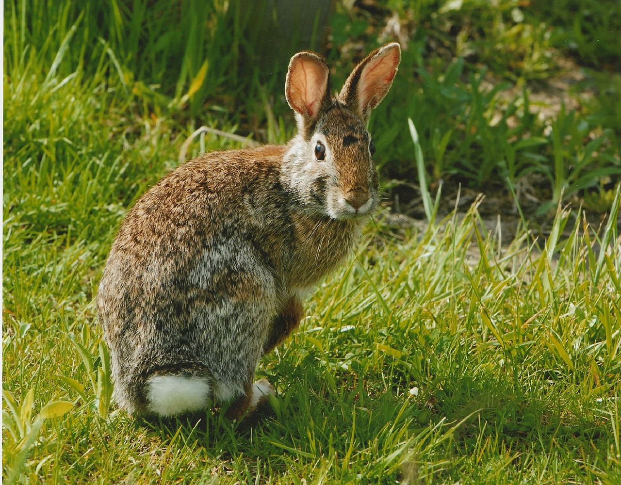 rabbit cottontail eastern free photo