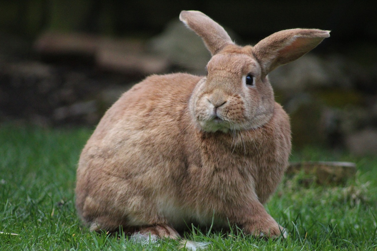 rabbit bunny animal free photo