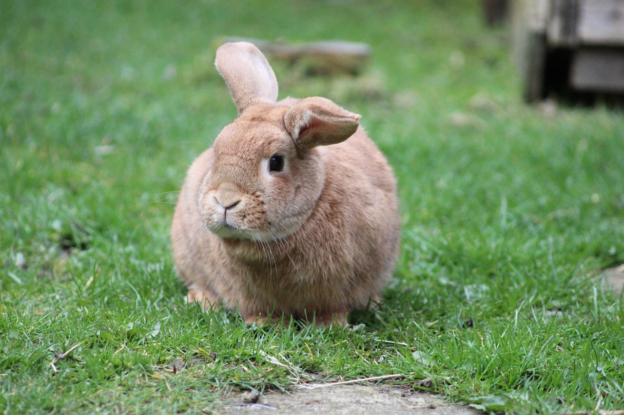 rabbit bunny animal free photo