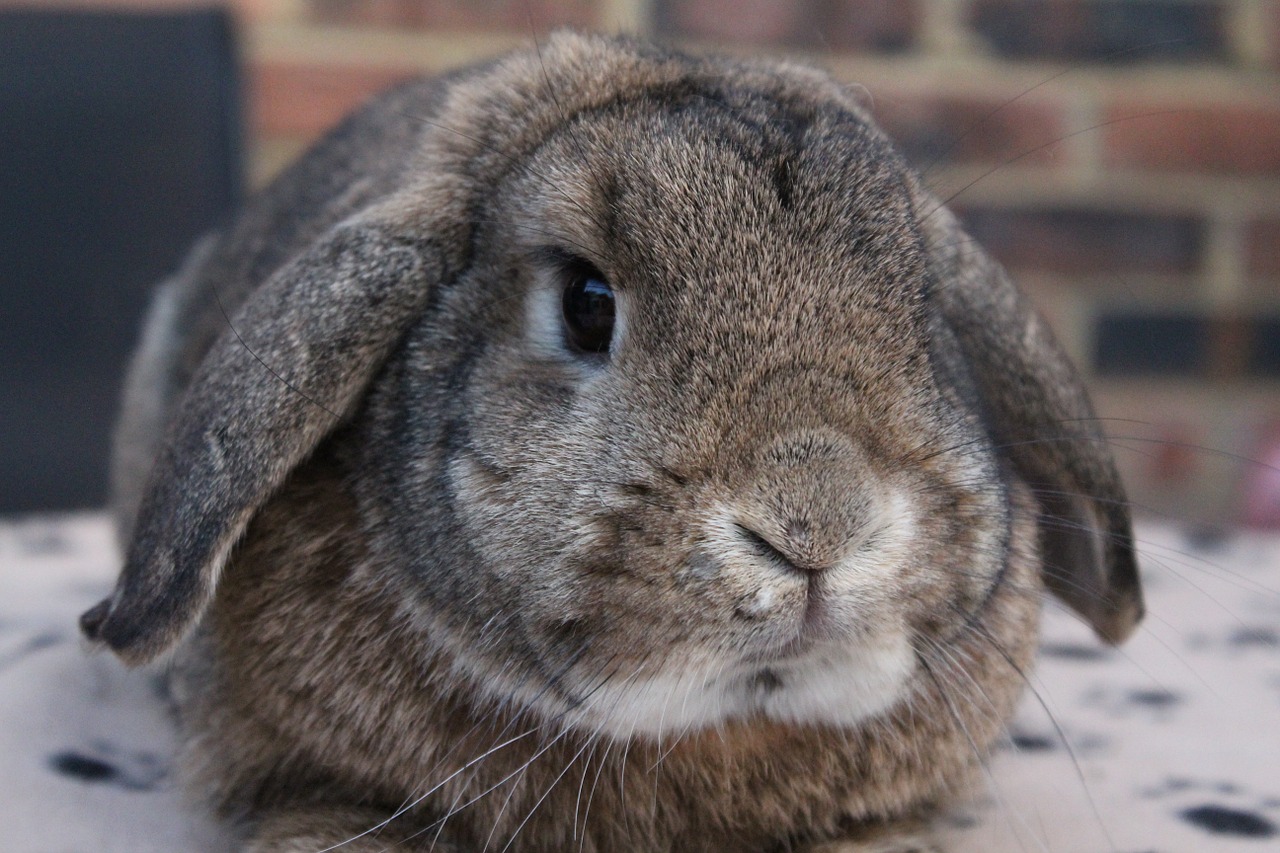 rabbit bunny animal free photo