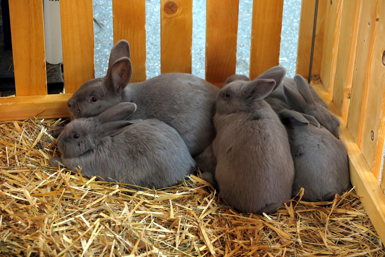 rabbit easter bunny animal free photo