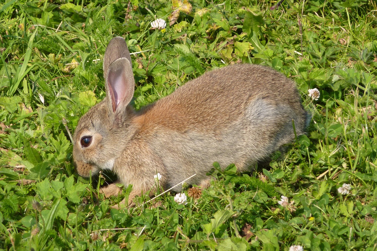 rabbit haas grassland free photo