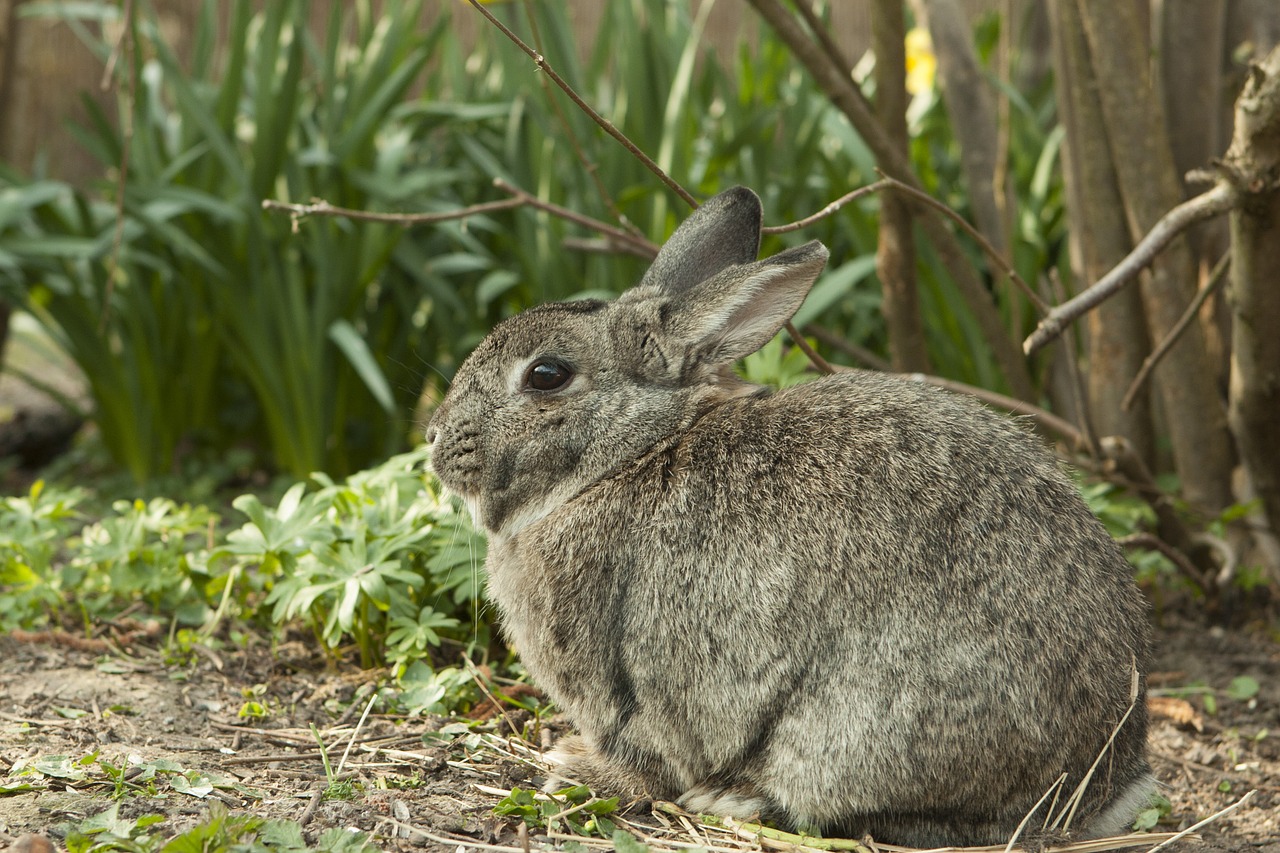 rabbit bunny spring free photo