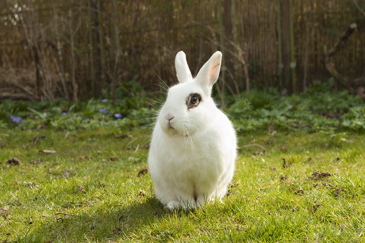 rabbit bunny spring free photo