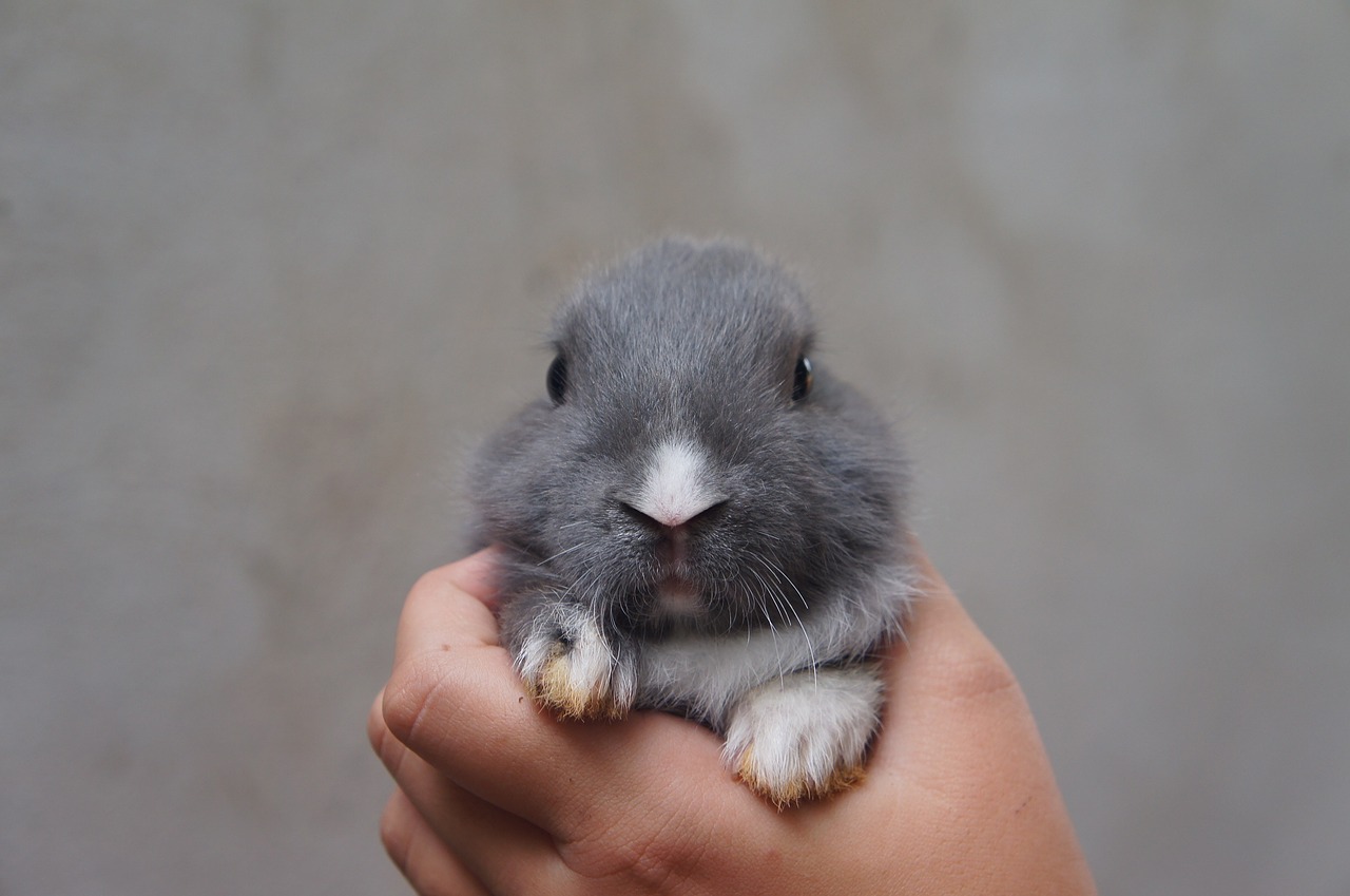 rabbit cute plush free photo