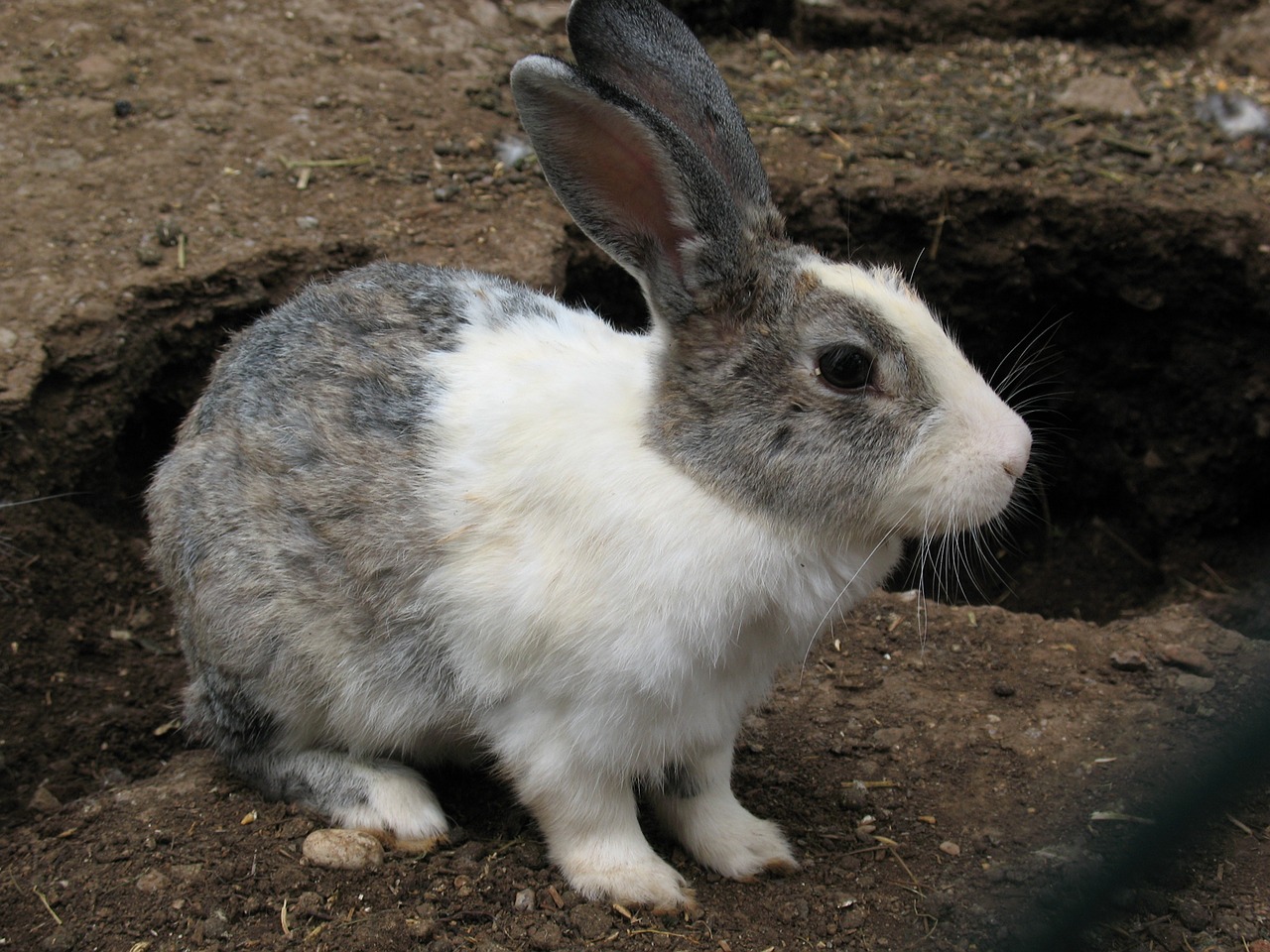 rabbit nature animal free photo