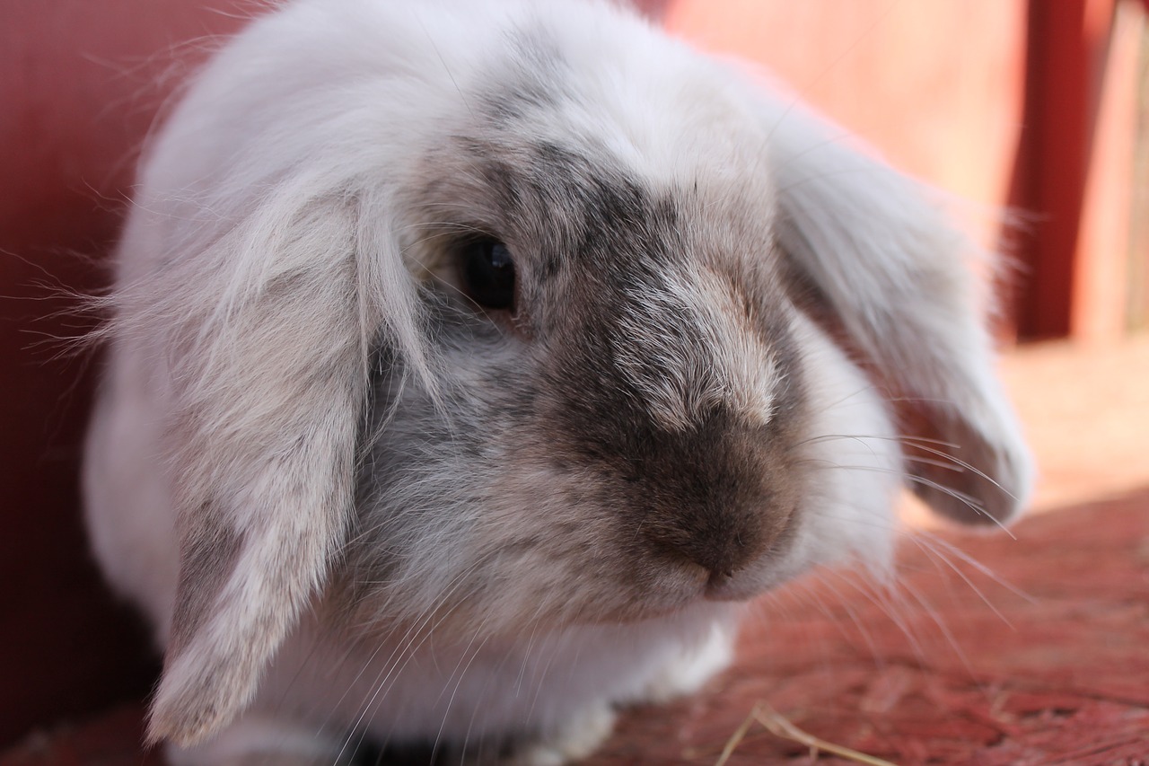 rabbit fluffy bun free photo