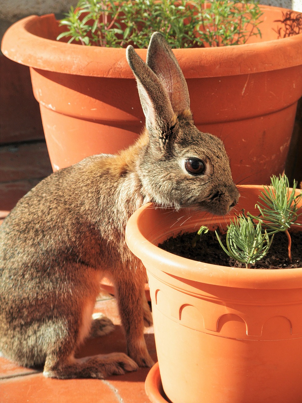 rabbit looking stone free photo