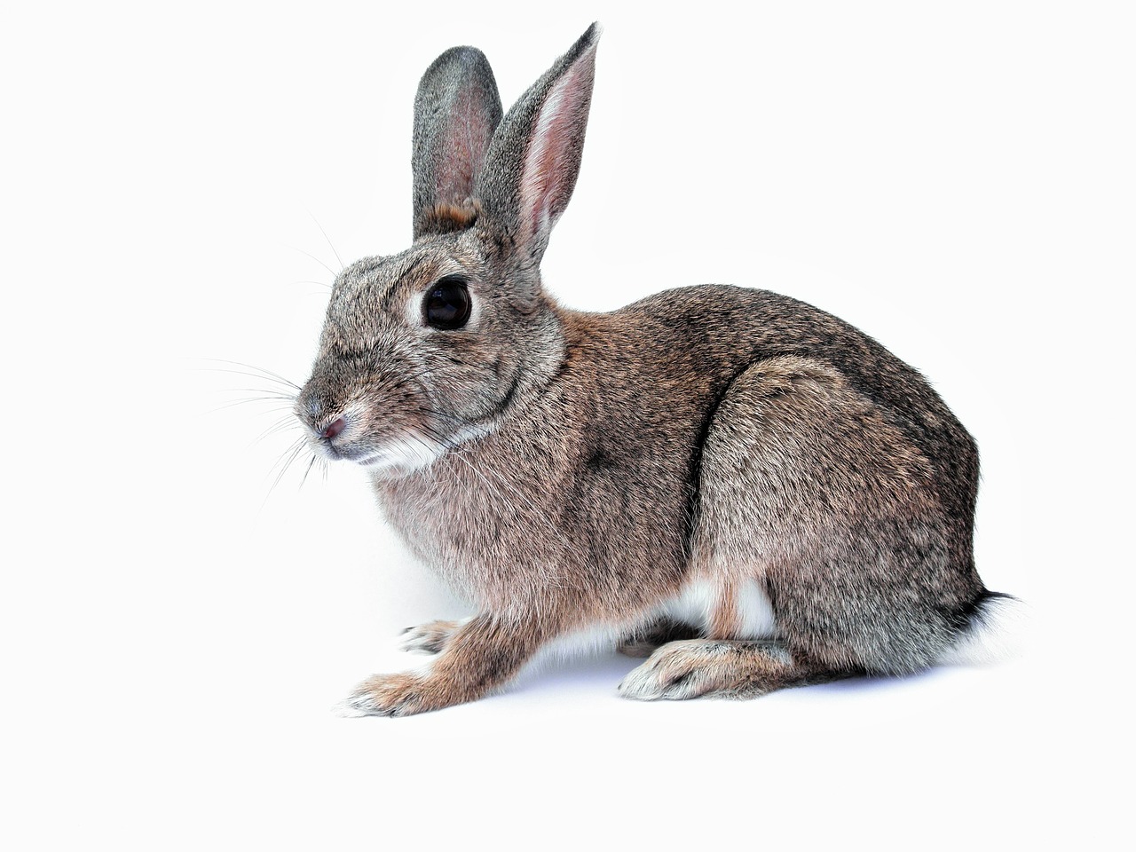 rabbit bunny pet free photo