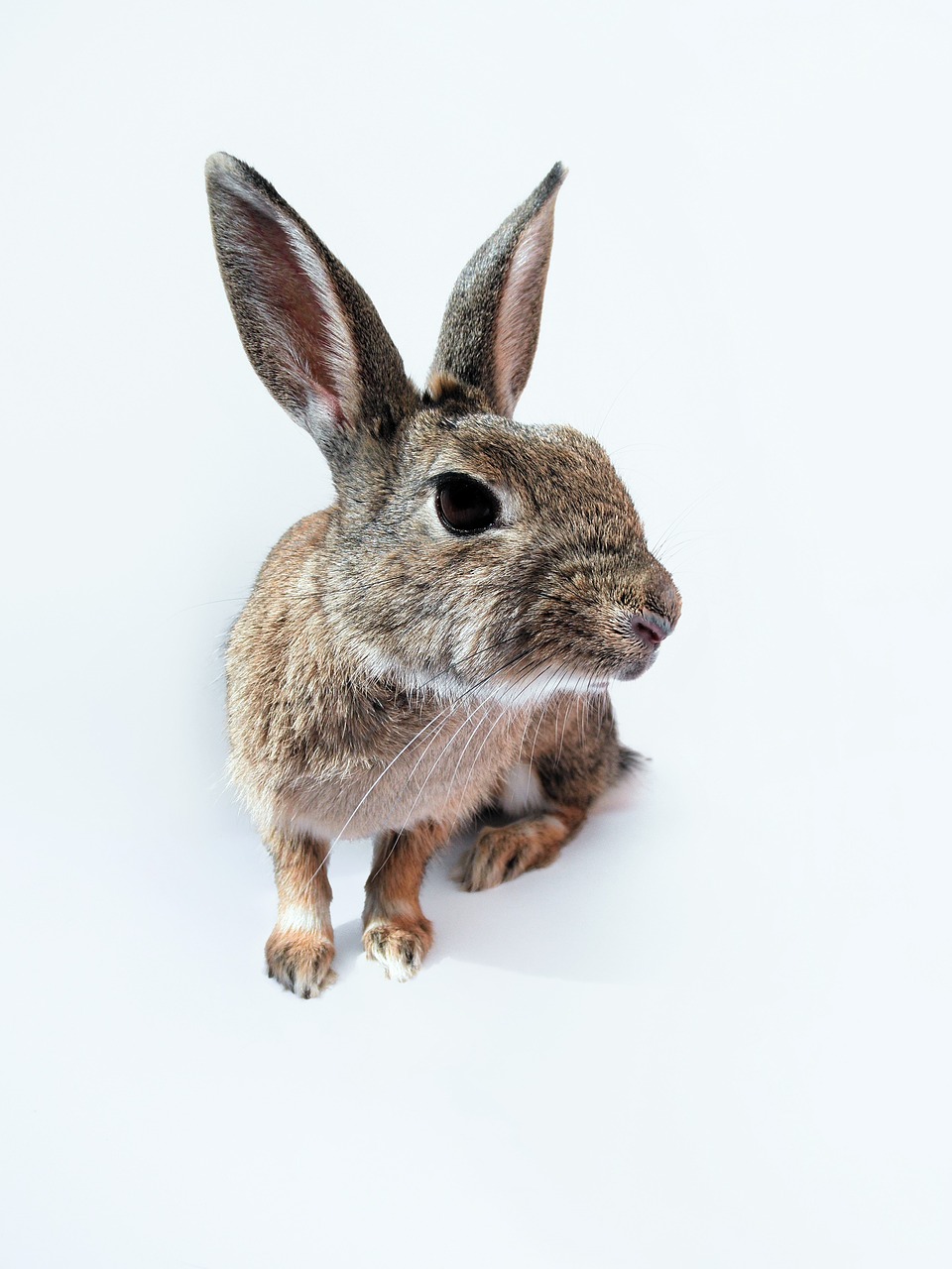 rabbit bunny leaning free photo