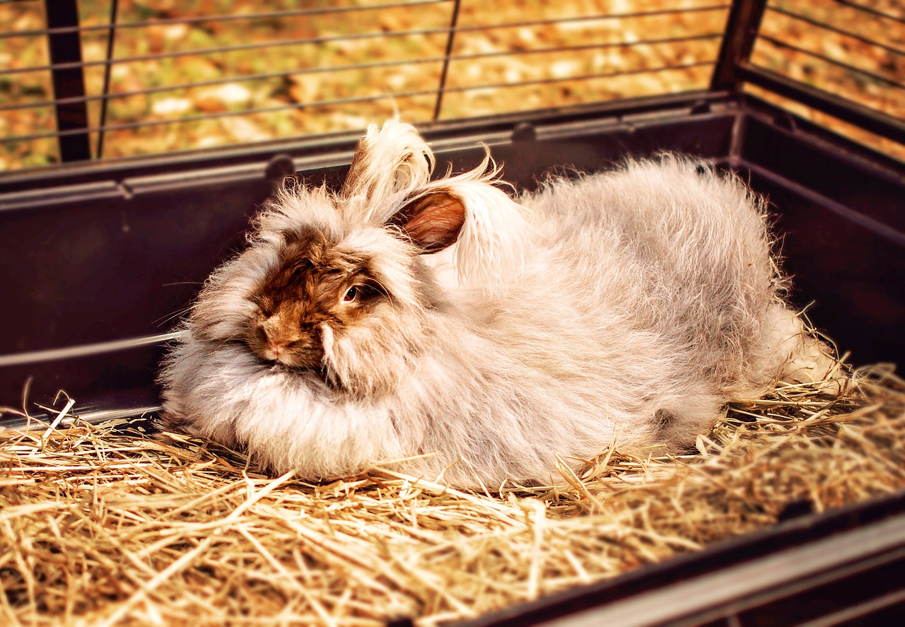 rabbit bunny easter free photo