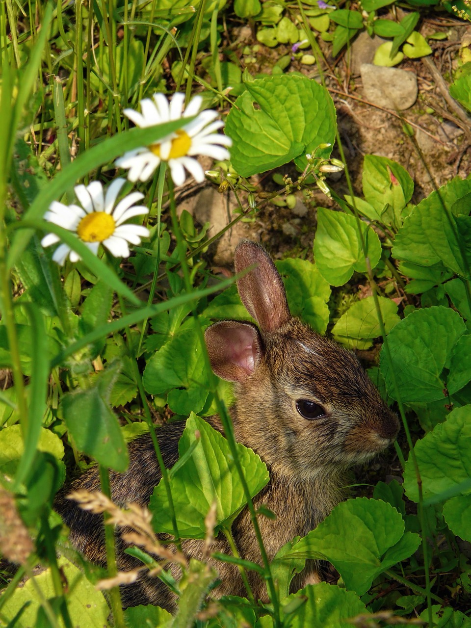 rabbit nature flowers free photo