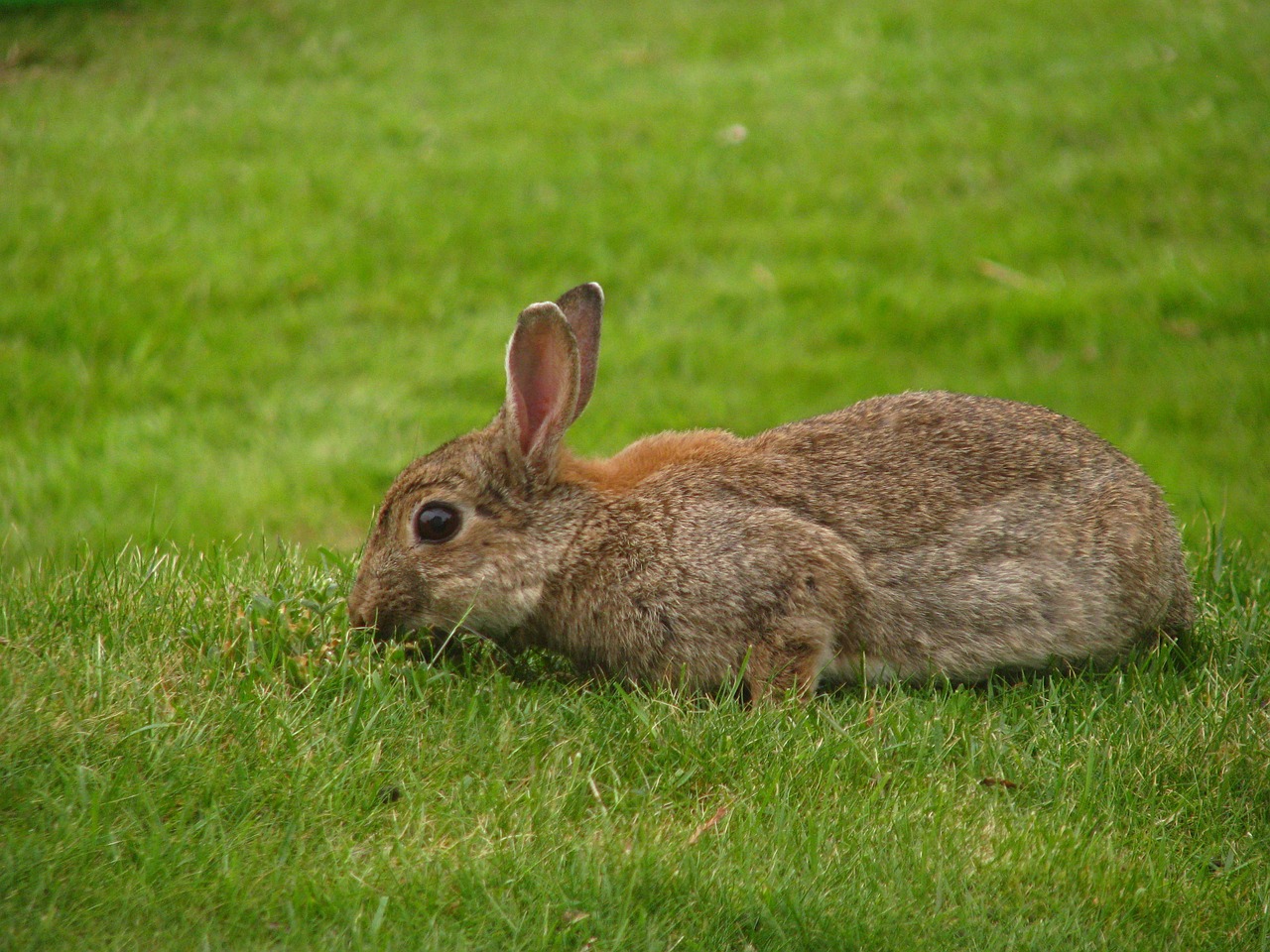 rabbit meadow nager free photo