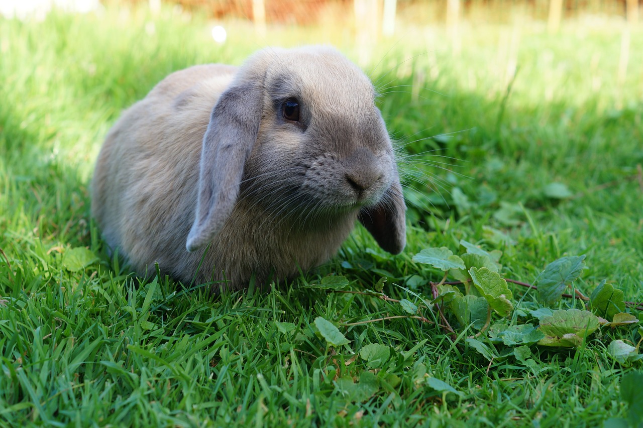 rabbit schlappohr rabbit hare free photo