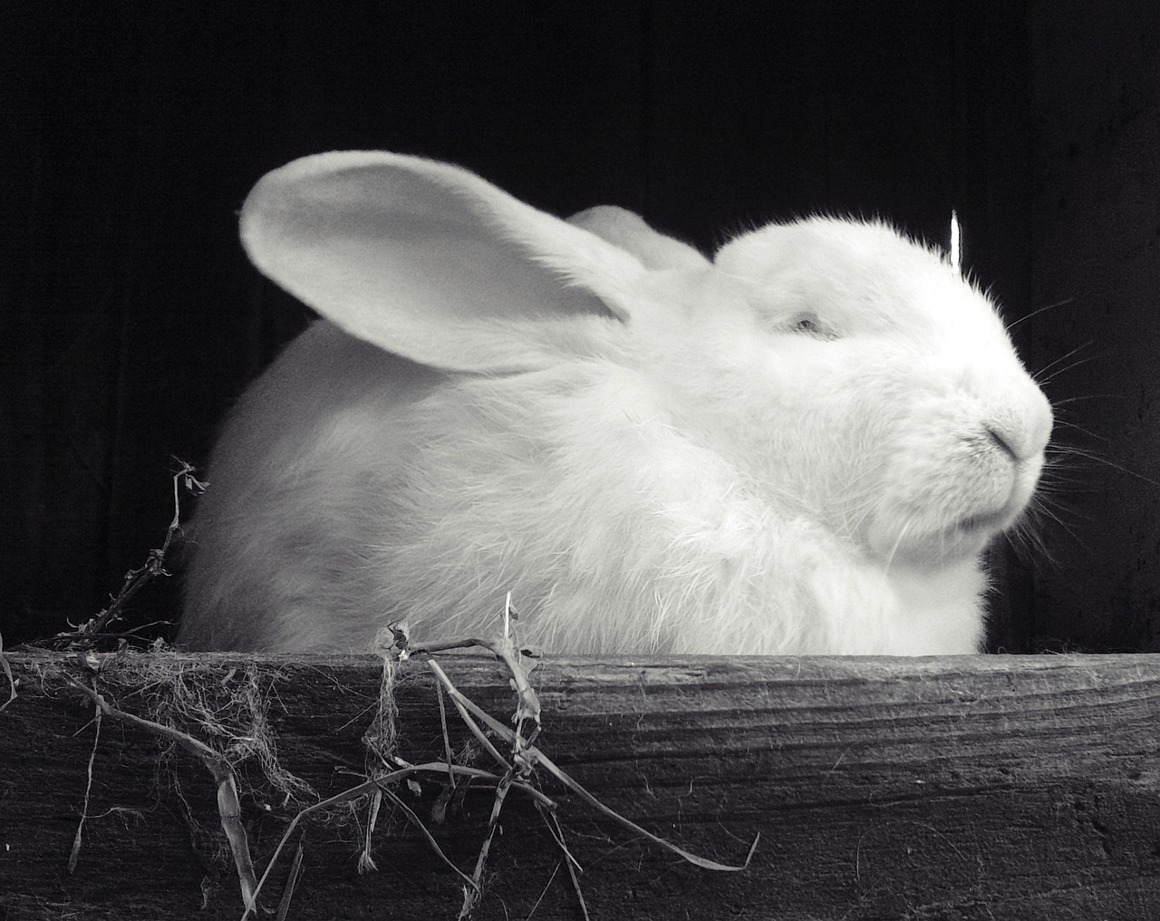 rabbit white black free photo