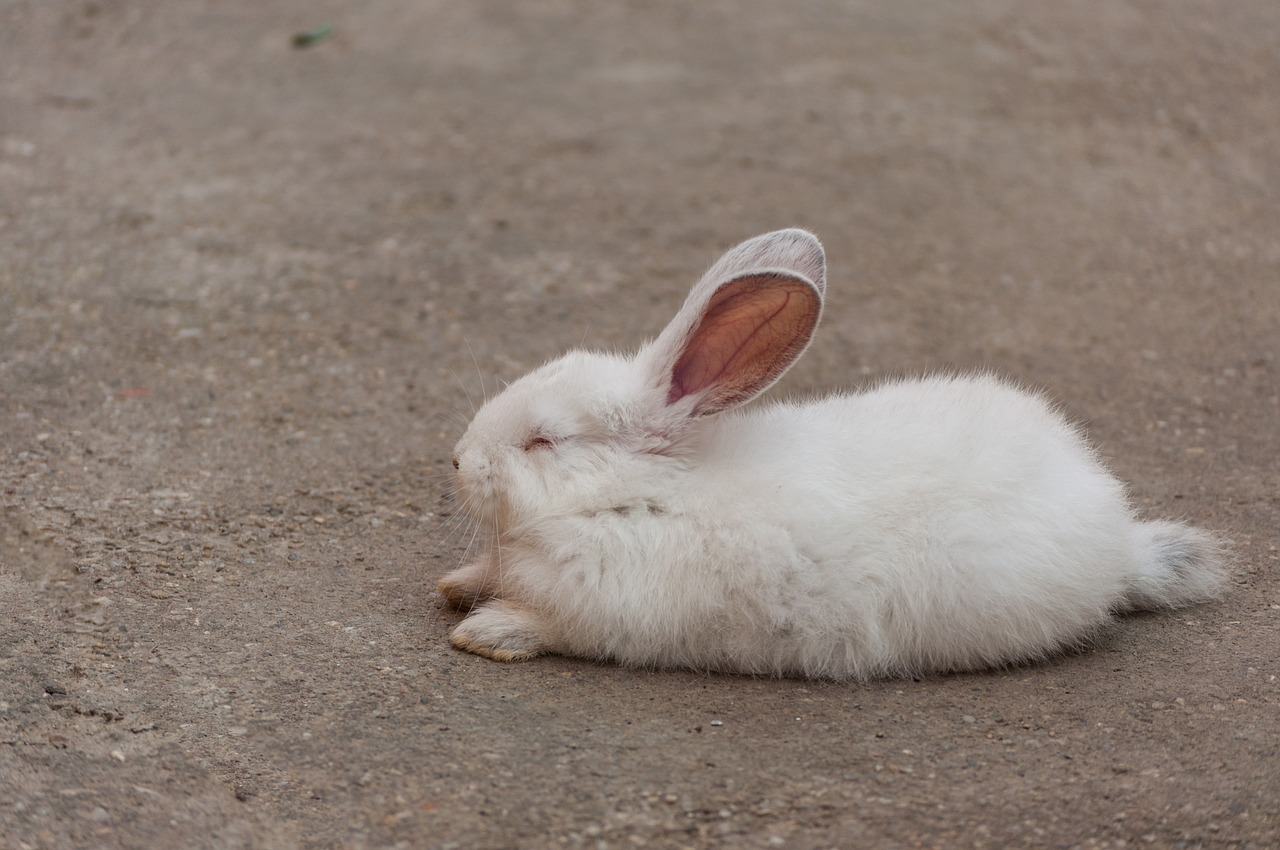 rabbit white sleep free photo