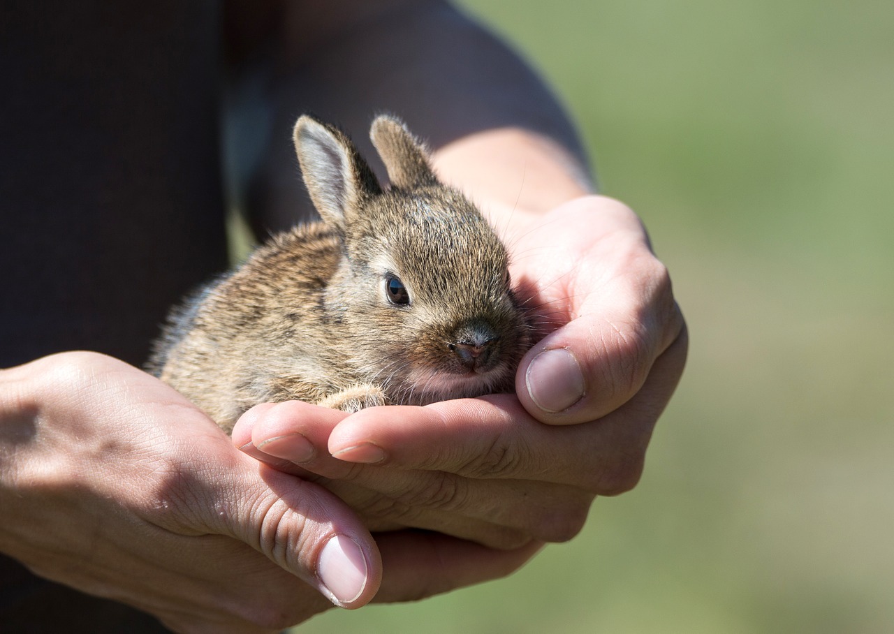 rabbit hare cub free photo