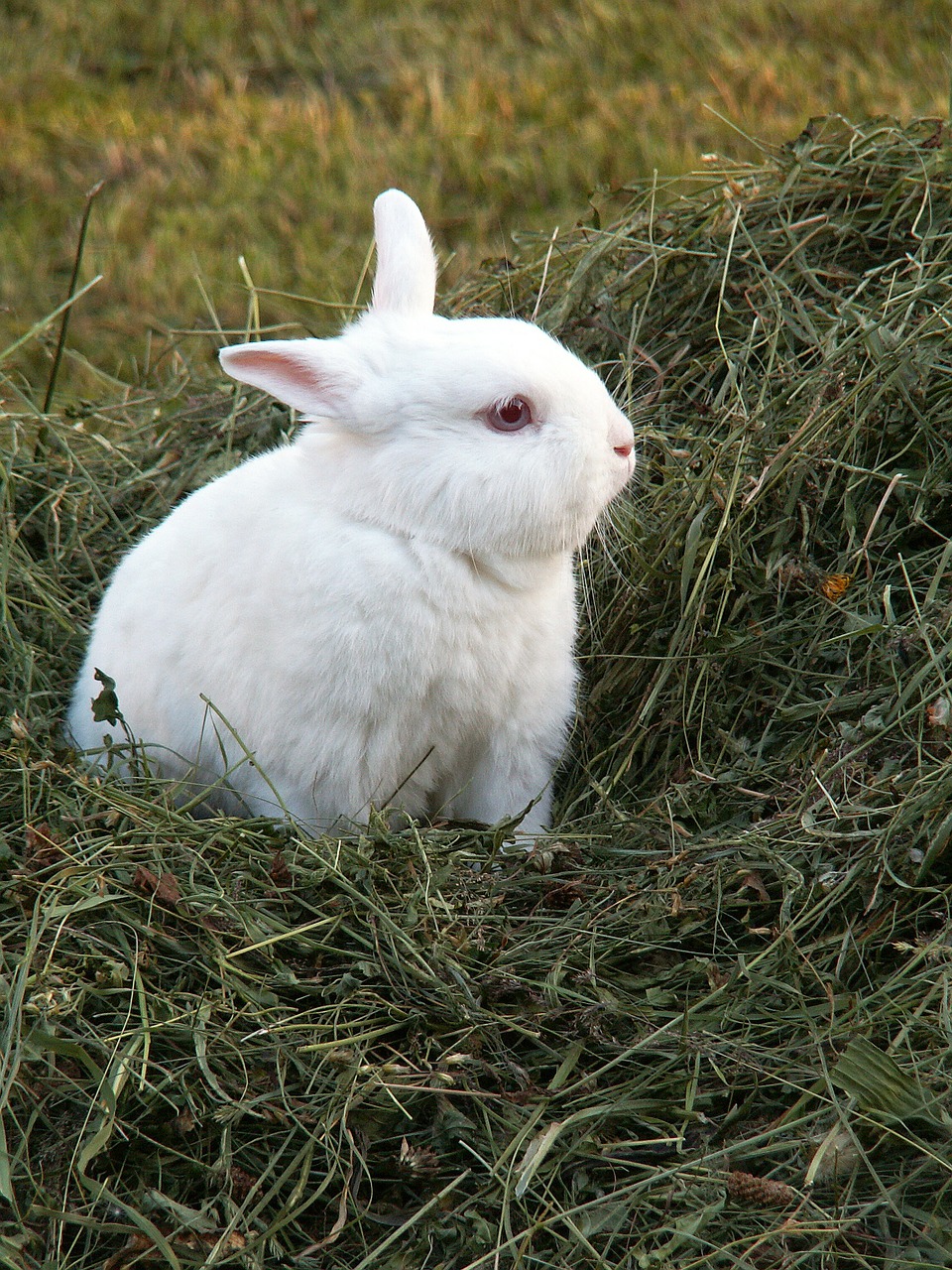 rabbit hay animals free photo