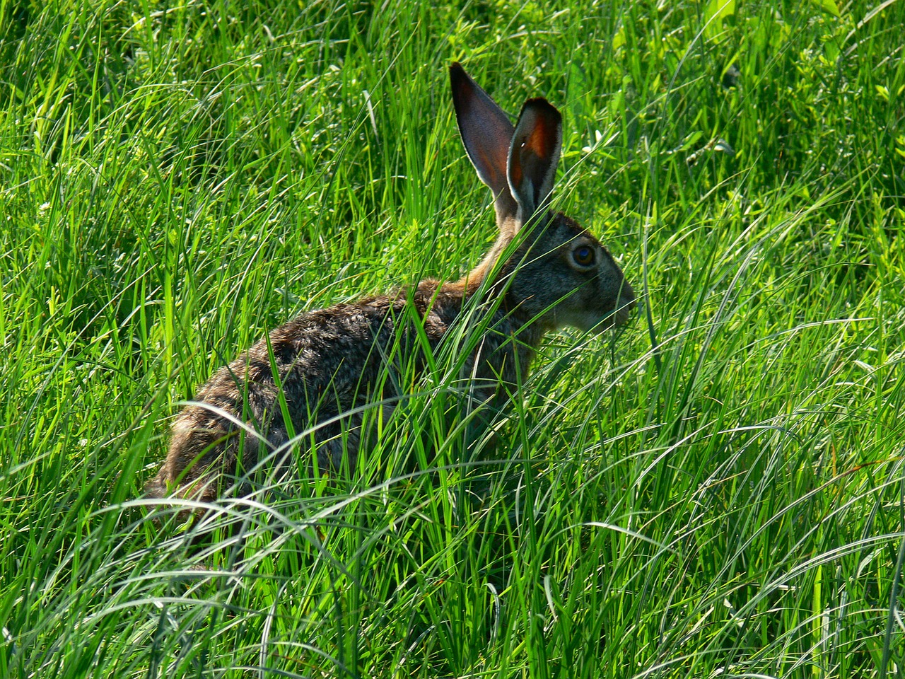 rabbit rabbits brown free photo