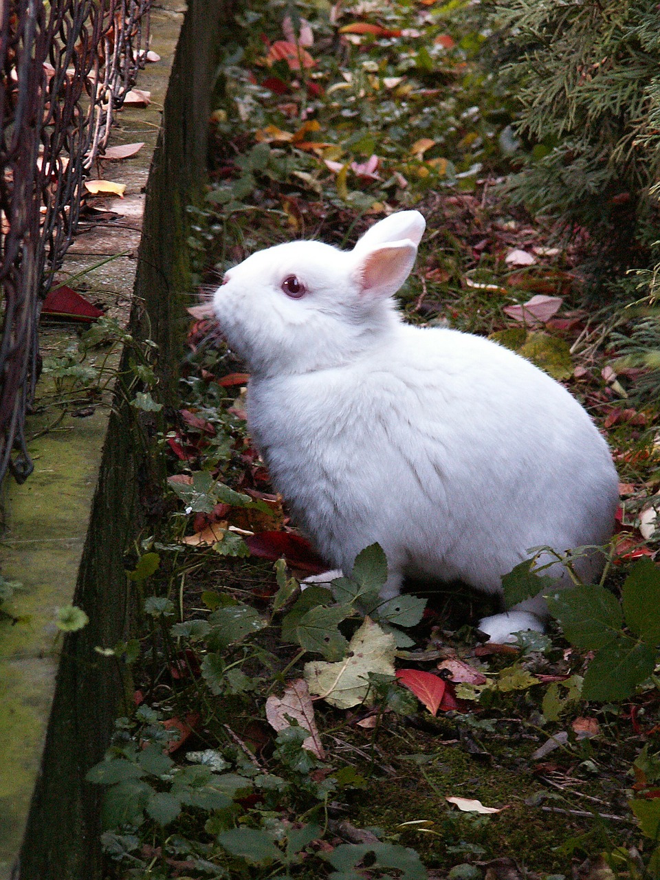 rabbit animal stunted free photo
