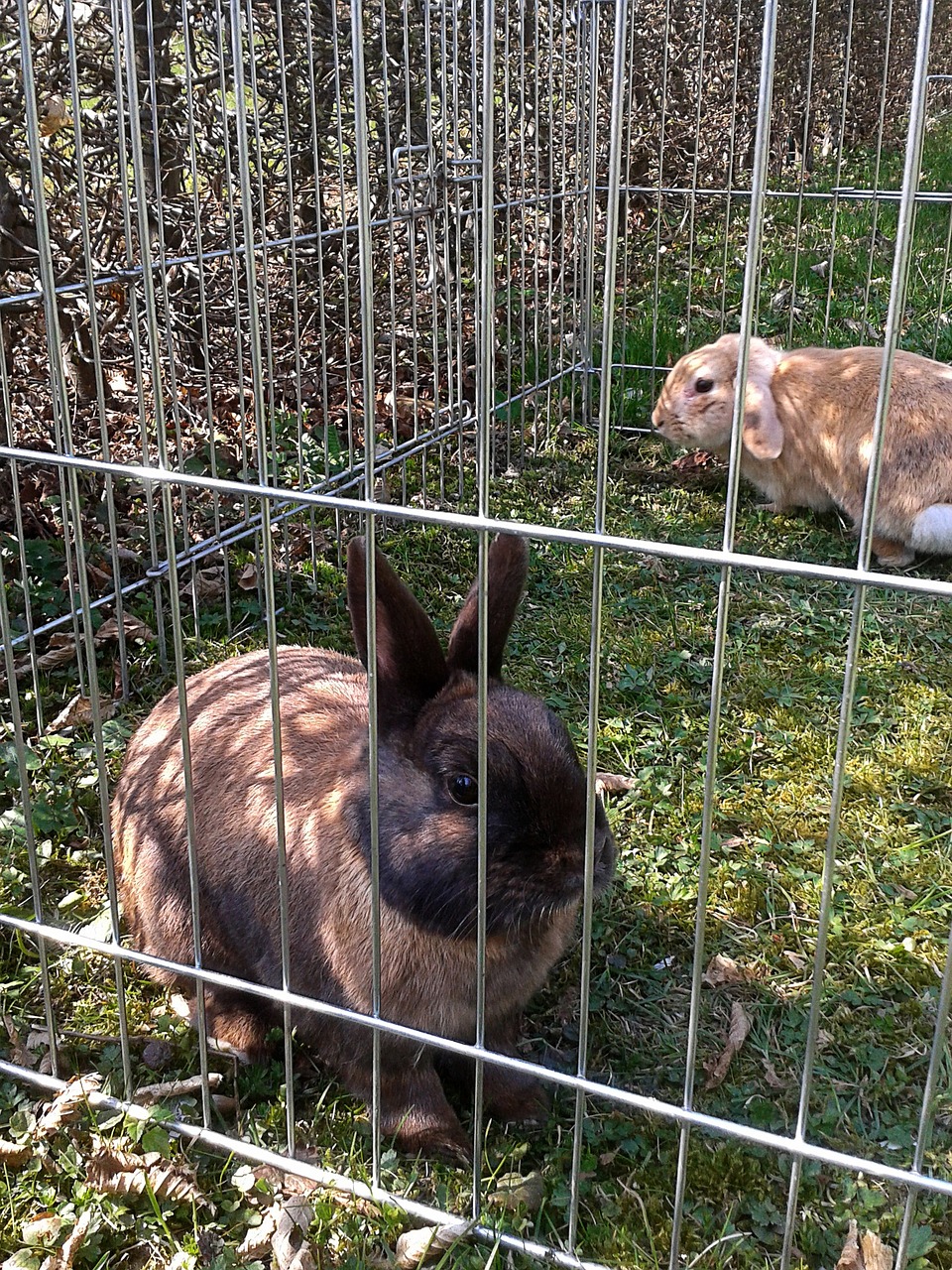 rabbit brown black freewheel free photo