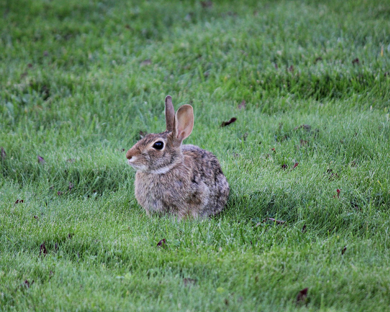 rabbit bunny animal free photo