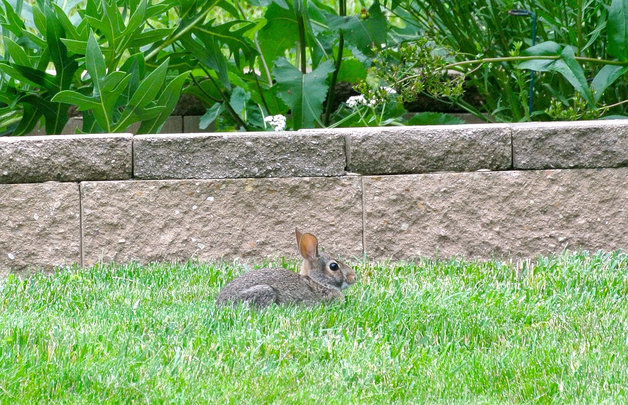 rabbit bunny animal free photo