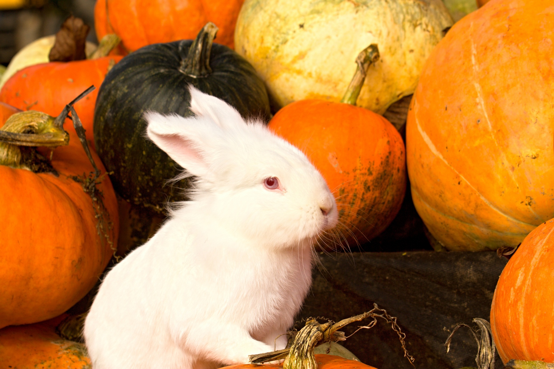 rabbit pumpkin play free photo