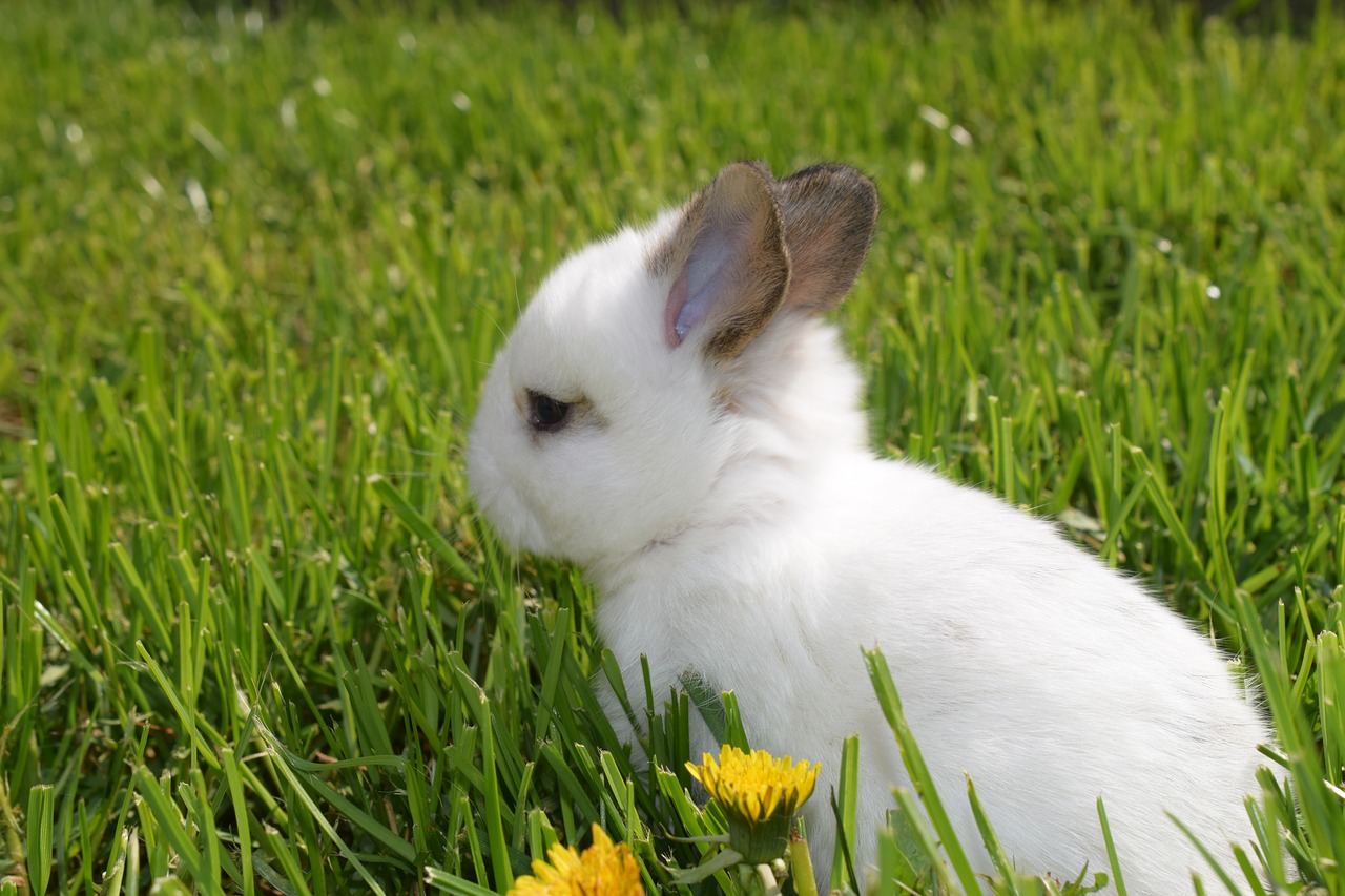 rabbit ears  climate protection  easter pictures free photo