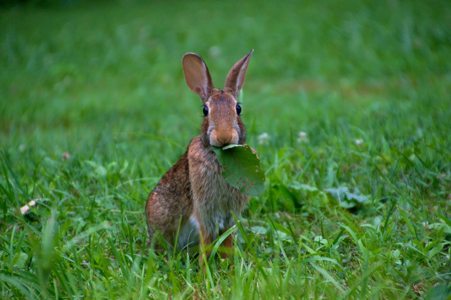rabbit grass rabbit eating leaf free photo