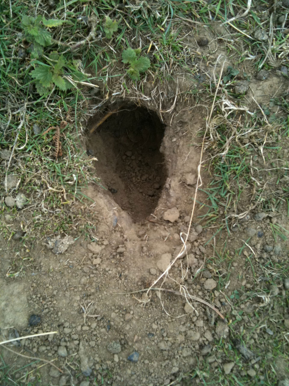 rabbit hole burrow free photo