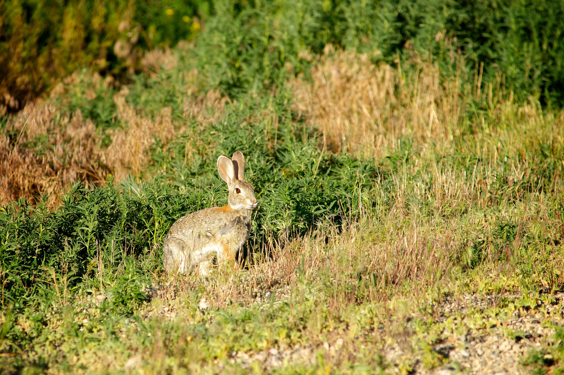 animal bunny ears free photo