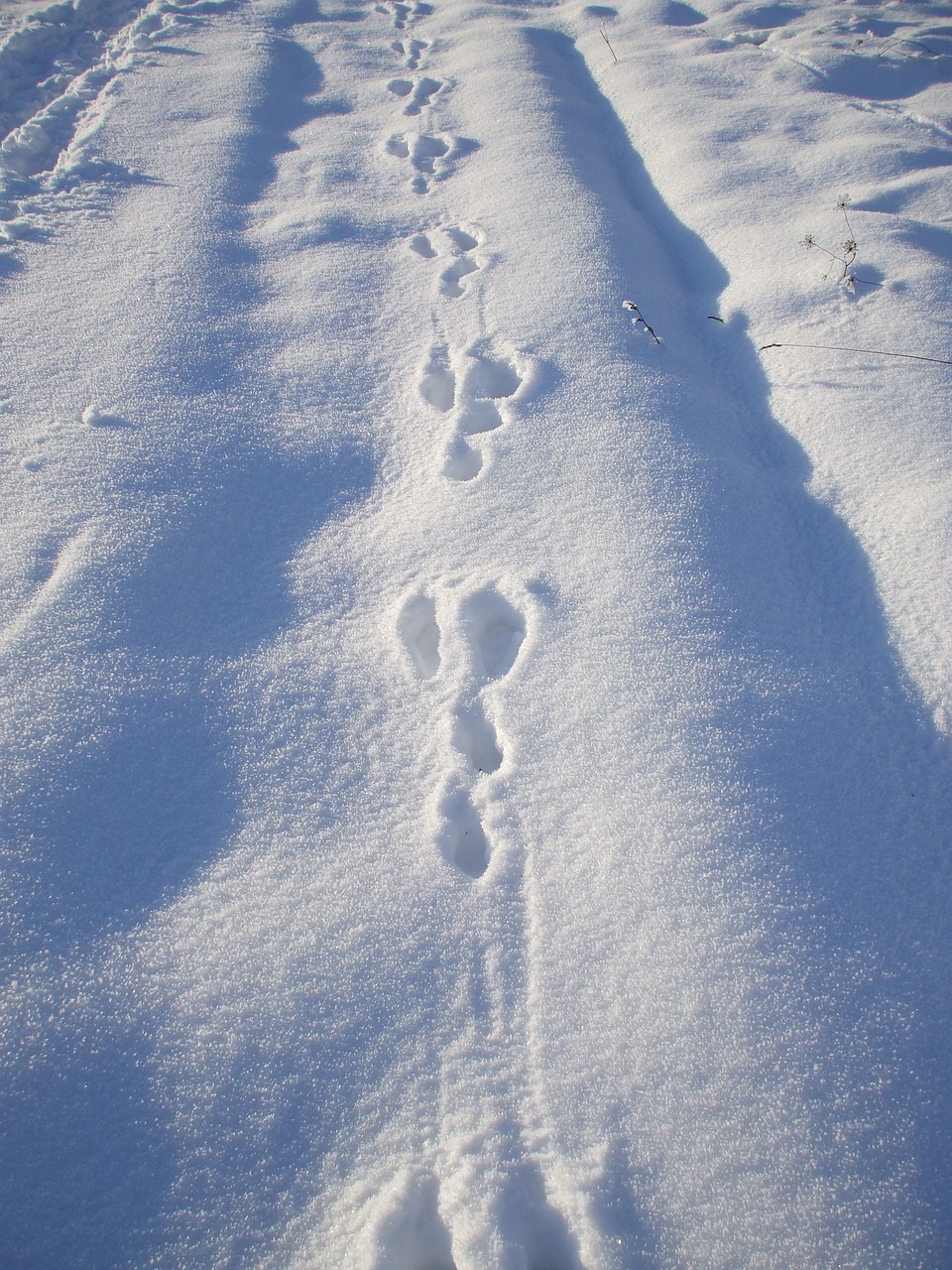 rabbit tracks in snow rabbit tracks trace free photo